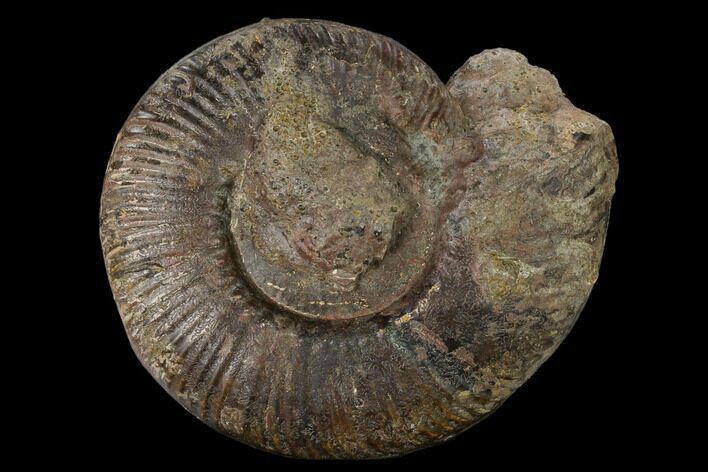 Toarcian Ammonite (Hammatoceras) Fossil - France #152751